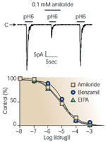 Figure 11 : Anion-sensing ion channel 1 (ASIC1) is inhibited by amiloride and its derivatives. Unfortunately we are unable to provide accessible alternative text for this. If you require assistance to access this image, or to obtain a text description, please contact npg@nature.com