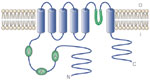 Figure 8 : Schematic of vanilloid receptor 1 (VR1). Unfortunately we are unable to provide accessible alternative text for this. If you require assistance to access this image, or to obtain a text description, please contact npg@nature.com