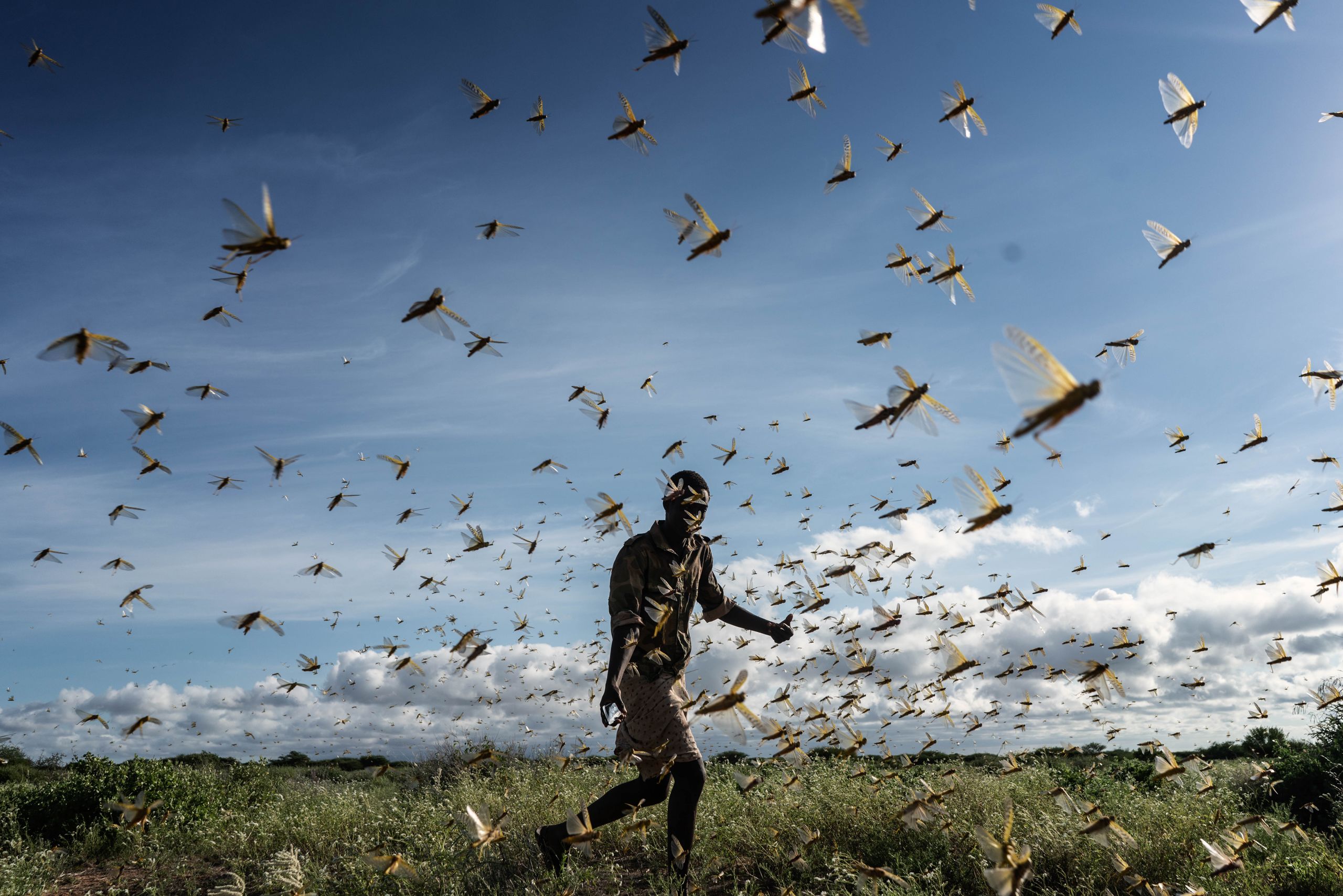 A man chasing away a swarm of desert locusts