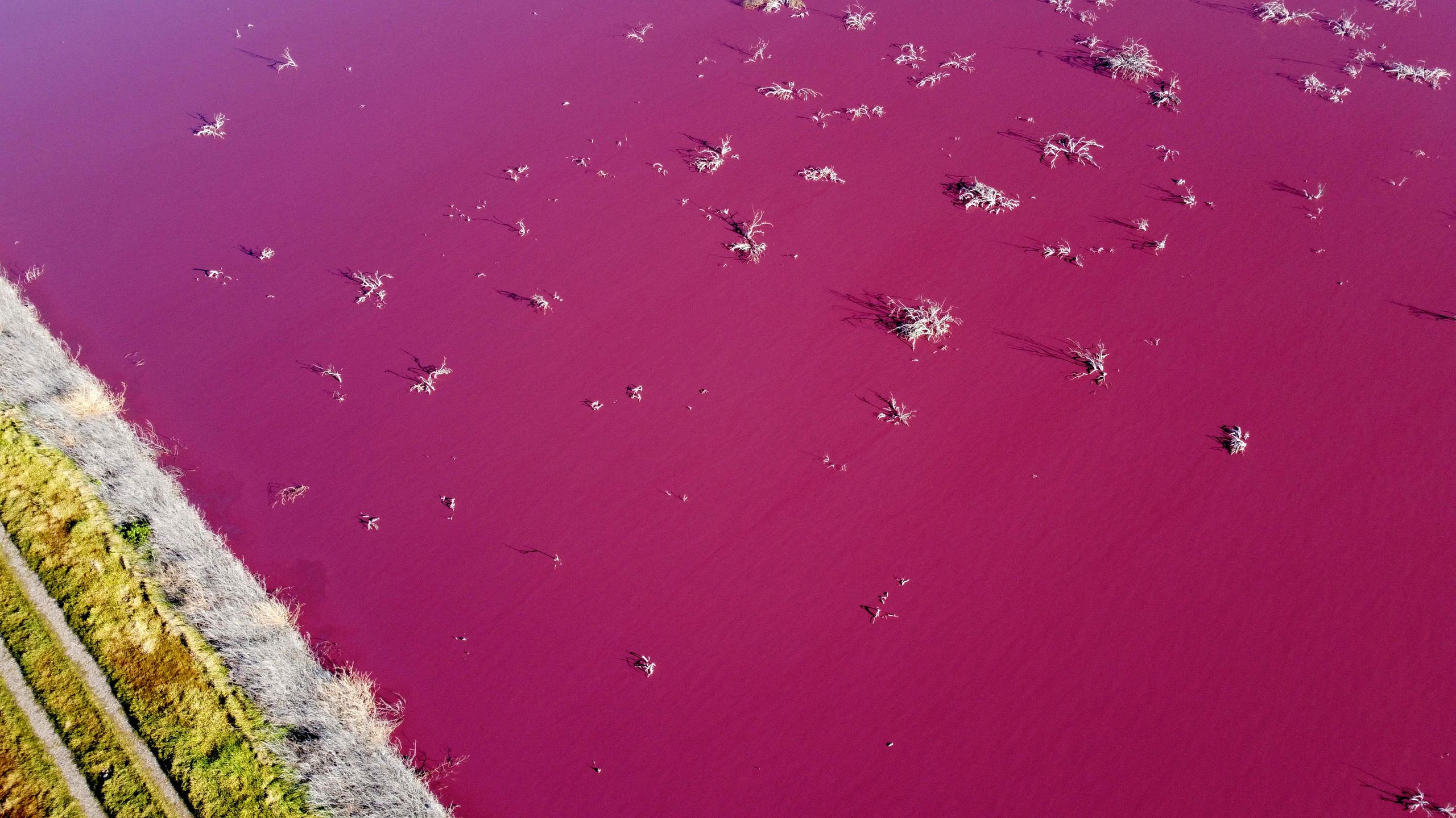 A lagoon that turned pink due to chemical contamination in the Patagonian province of Chubut, Argentina.