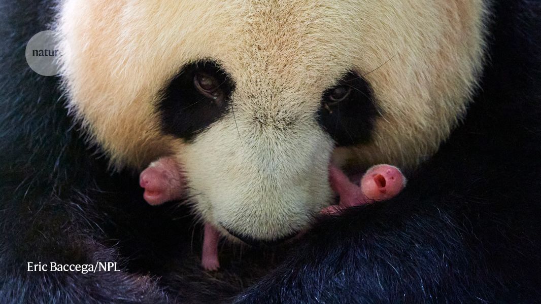 Panda cubs and termite guts — August’s best science images
