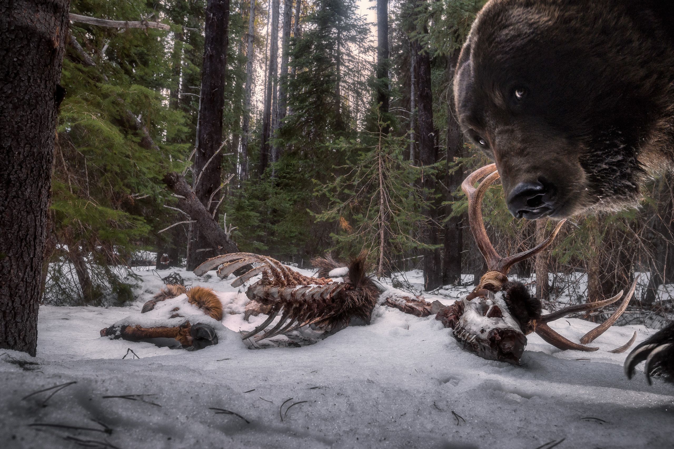 A grizzly bear walking past the remains of a dead elk looking into the camera