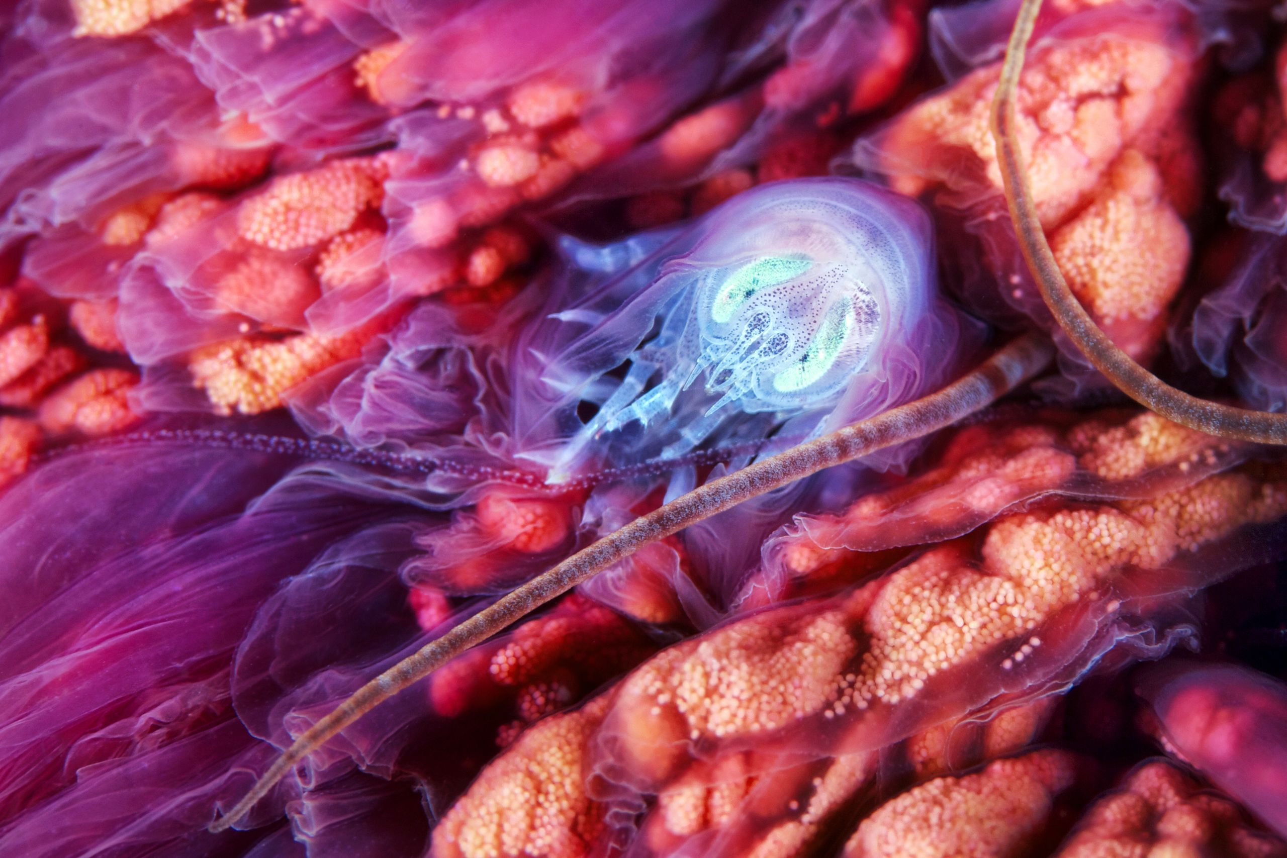 A species of zooplankton is surrounded by the pink and purple colours of a jellyfish.
