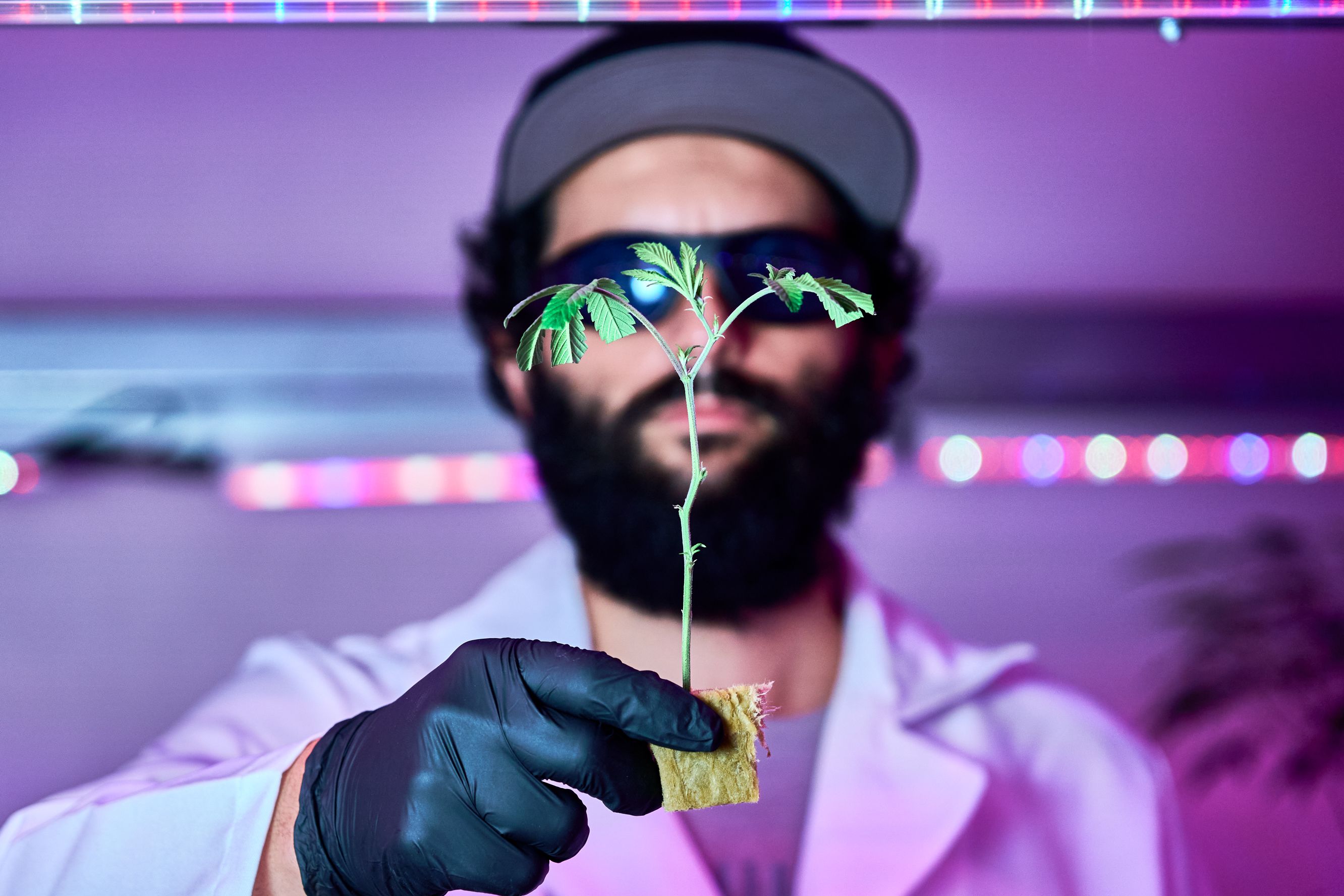 Javier Varela wearing protective glasses and a lab coat holds a cloned cannabis plant