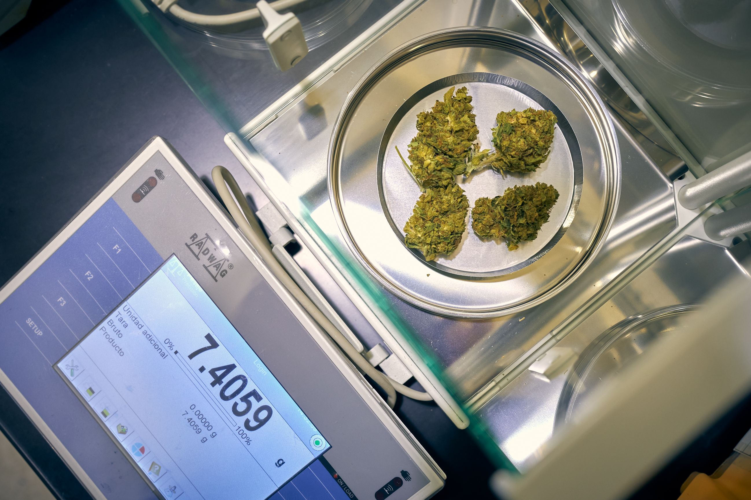 Top-down view of cannabis flowers being weighed on a scale in a lab