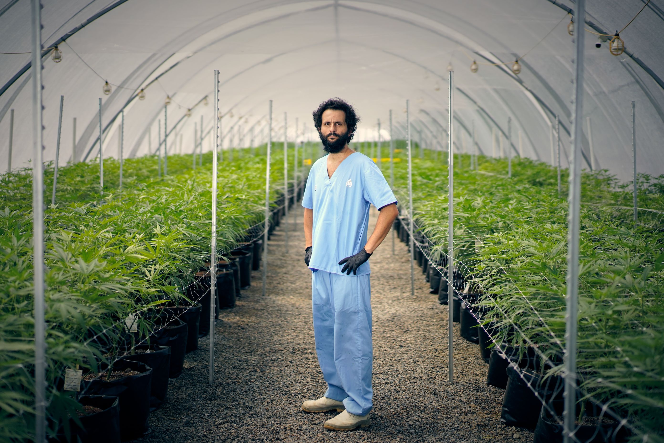 Javier Varela posing for a portrait in a poly tunnel filled with growing cannabis plants 