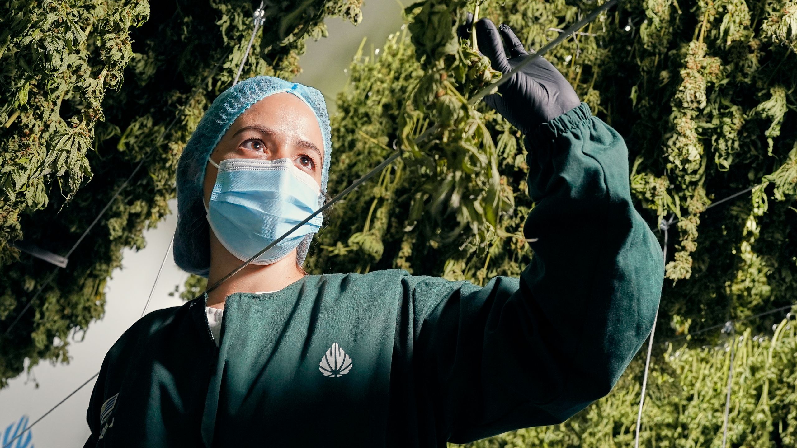 Helena González wearing a hair net and face covering a inspecting hanging drying cannabis plants