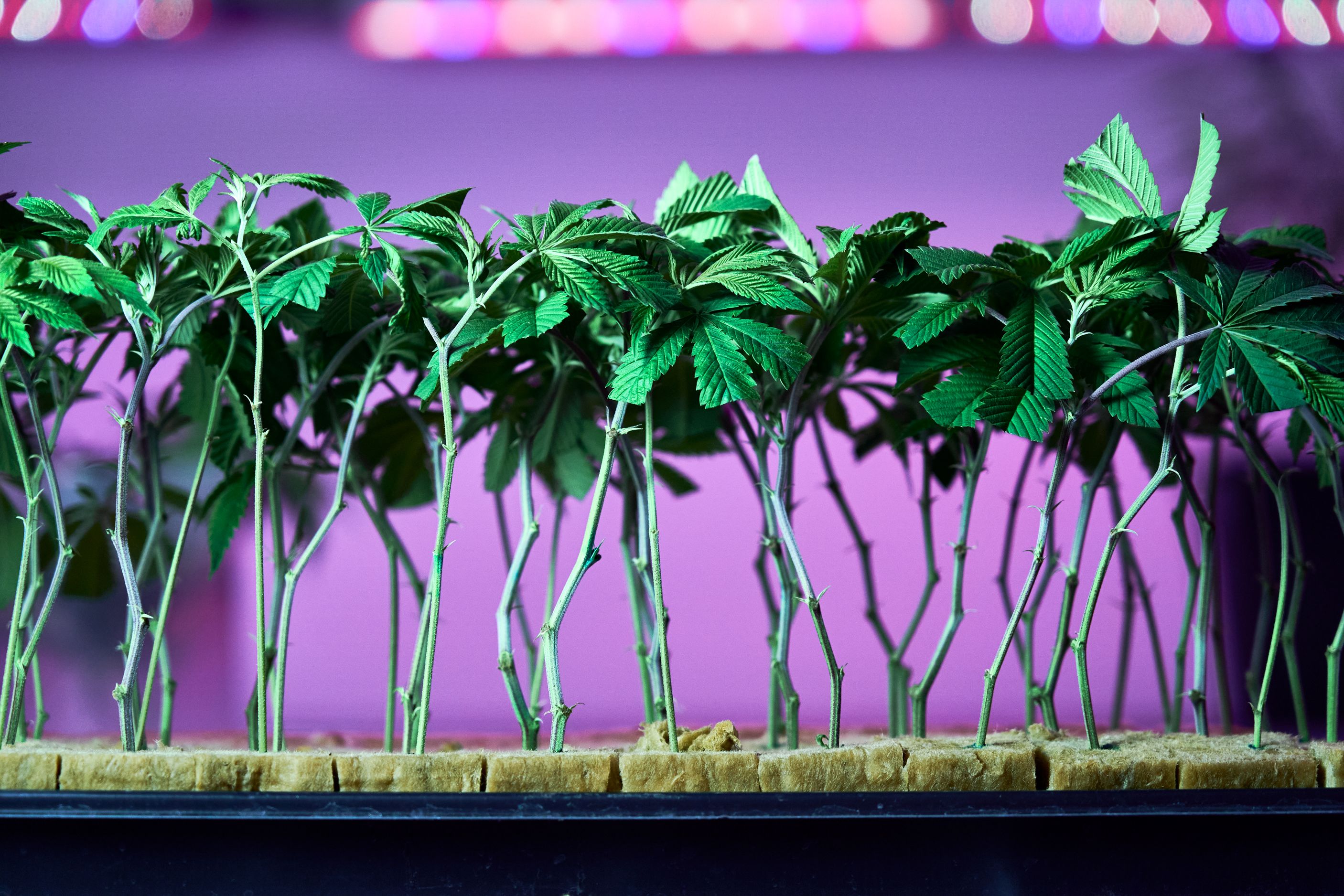 Close up of cloned cannabis plants growing under purple UV lights