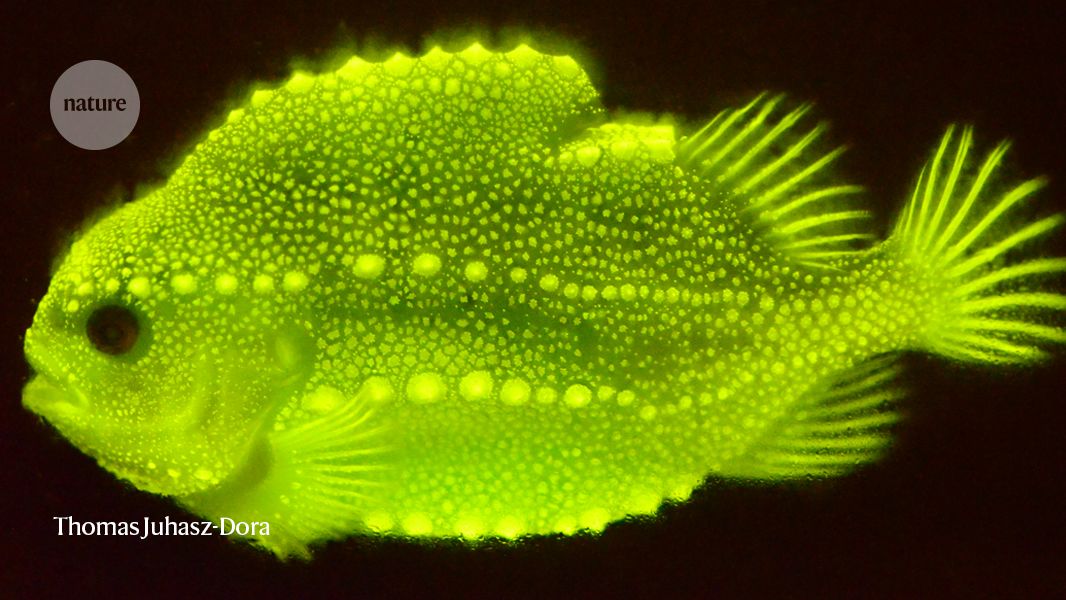 Fluorescent fish and faraway galaxies — July’s best science images