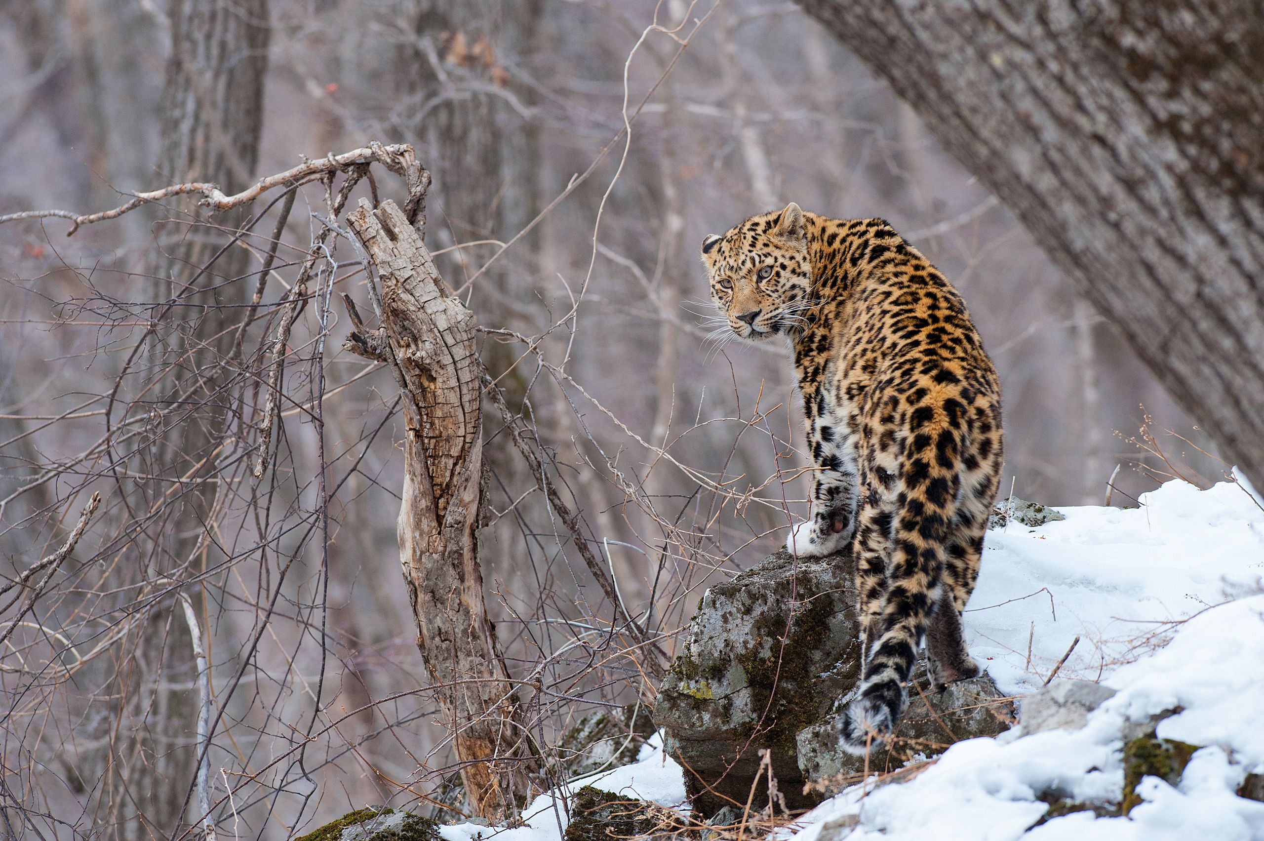 An Amur leopard stands on a rock in a snowy landscape