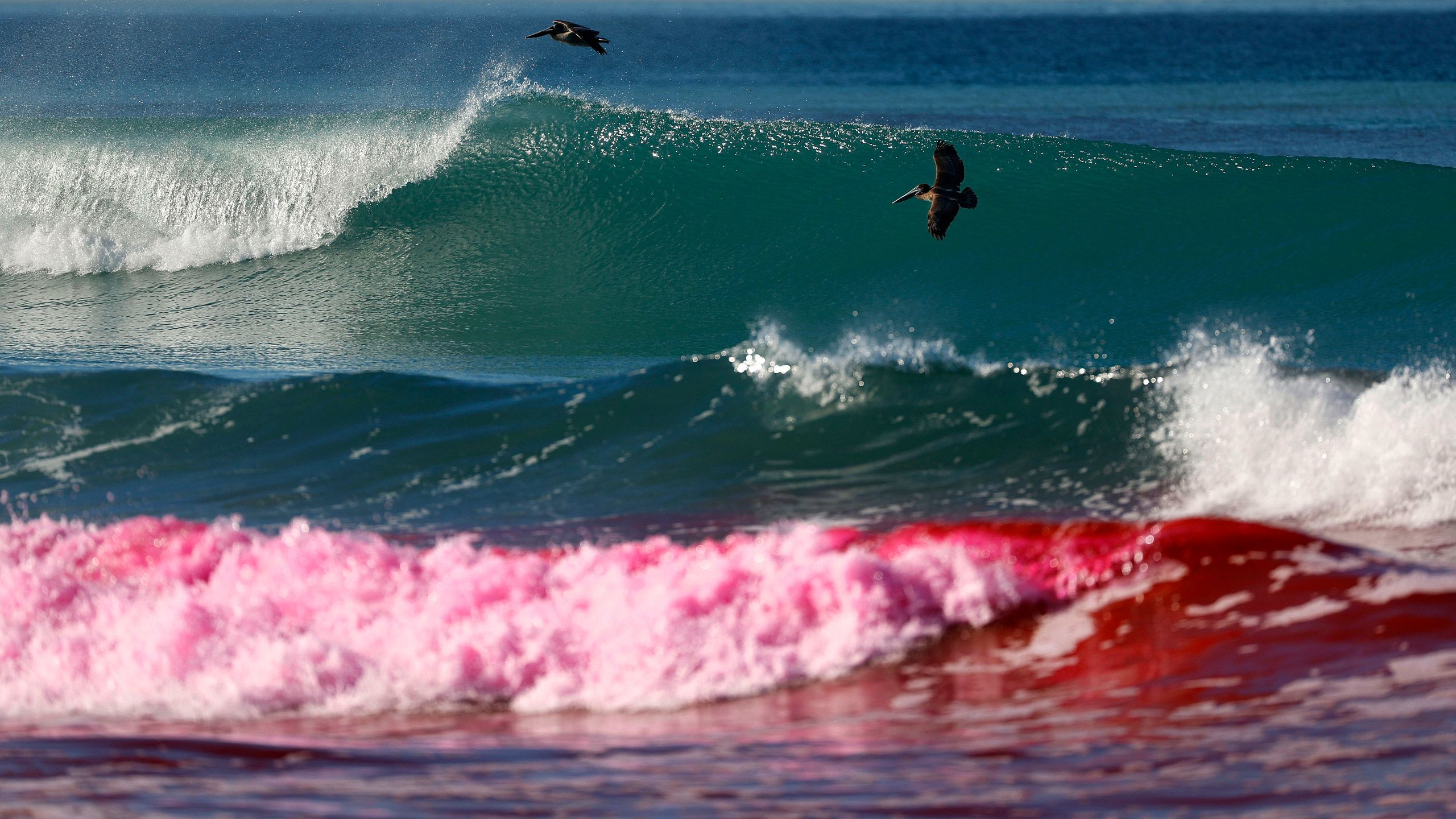 Brown pelicans fly by pink waves in the Pacific Ocean as researchers release safe dye to study water outflows.