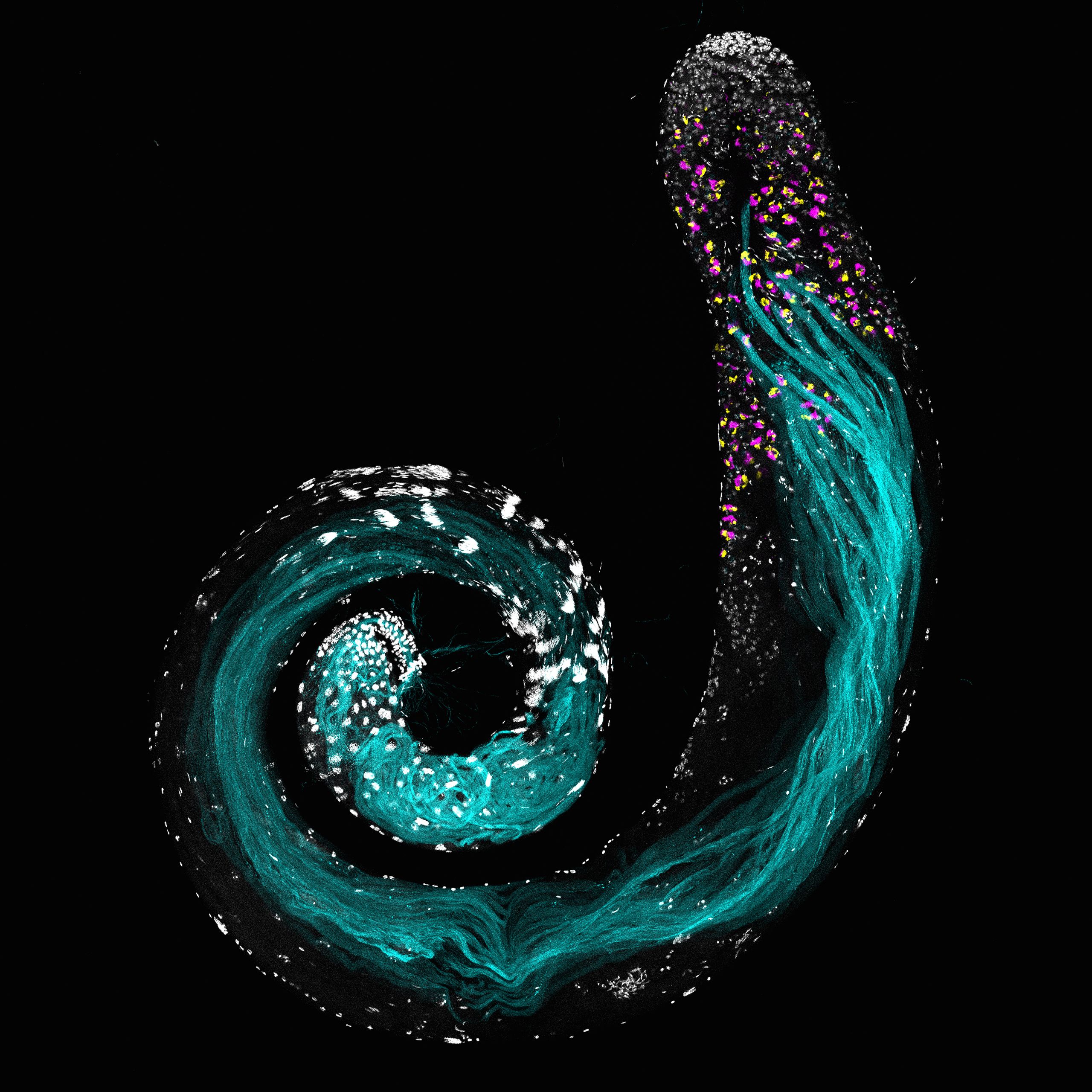 A microscopic image showing the coiled spiral of fruit fry testes and visible inside are cyan coloured sperm