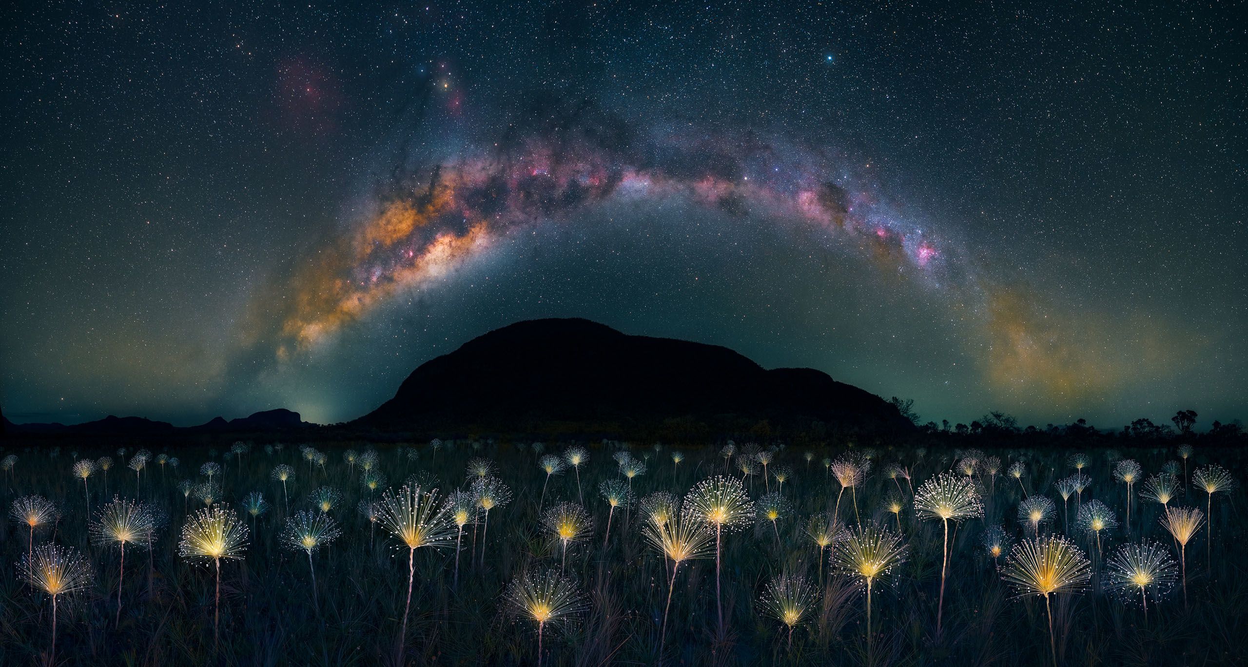 Wildflowers of the Paepalanthus species, in the highlands of Veadeiros, lit by a lantern and illuminated with the arch of the milky way above.