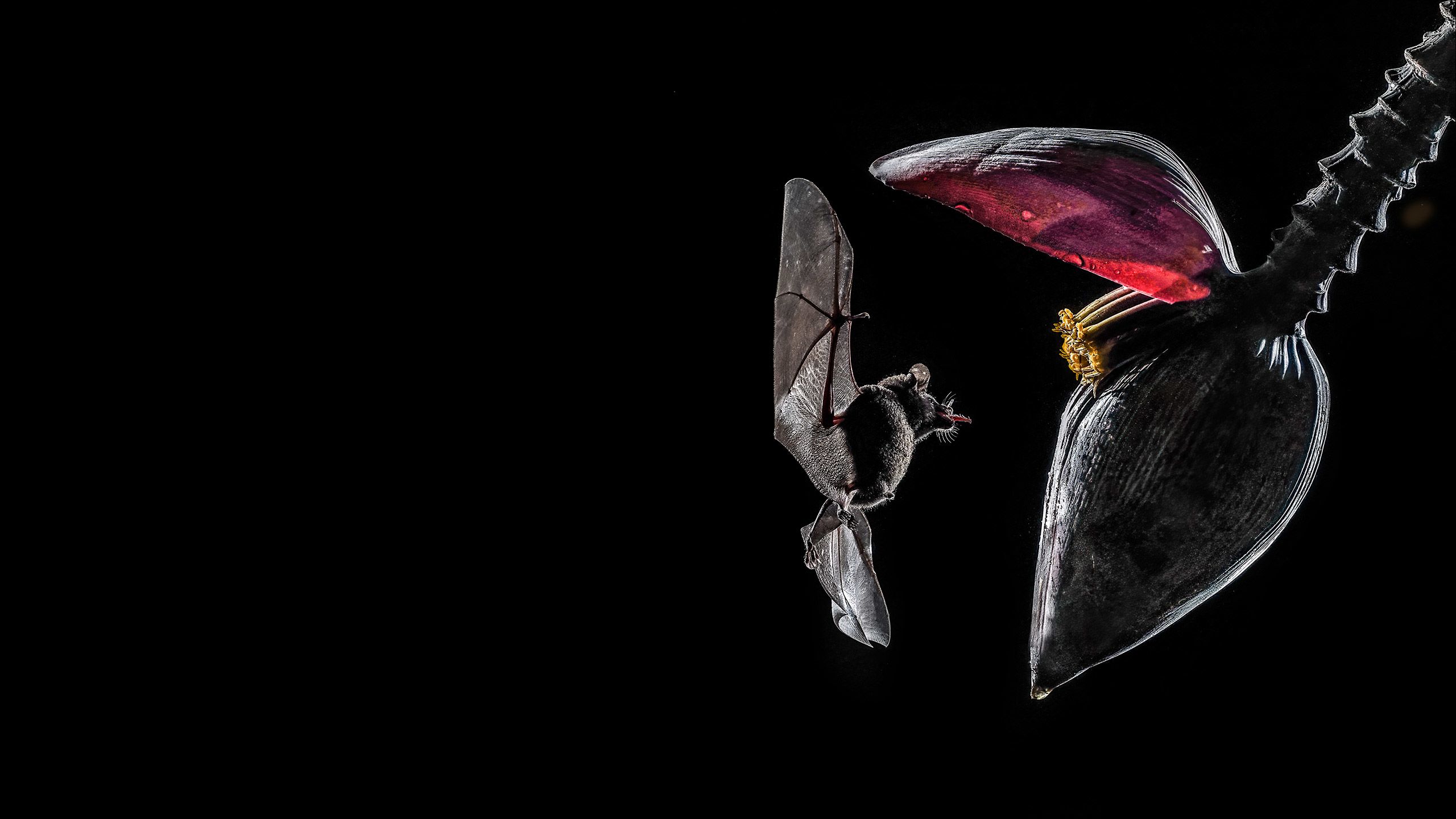 Long-tongued bat approaches banana leaf.