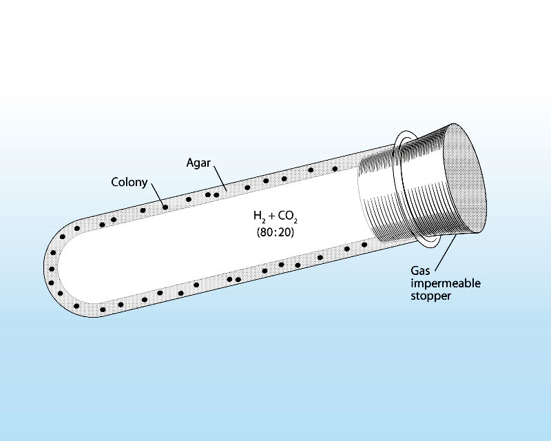 Diagram of a Hungate roll tube