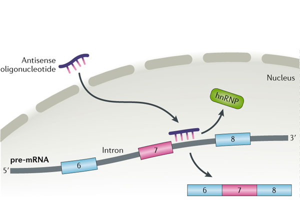 Diagram showing the mechanism by which antisense oligonucleotides can alter pre-mRNA splicing