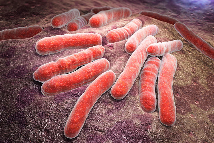 Mycobacterium tuberculosis is a pathogenic bacterial species and causes TB