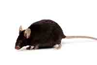 Black mouse against a white background.