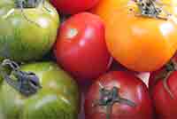 Several different types of tomato representing genetic diversity.