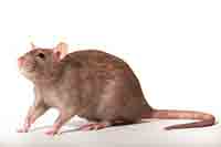 Brown rat, Rattus norvegicus.
