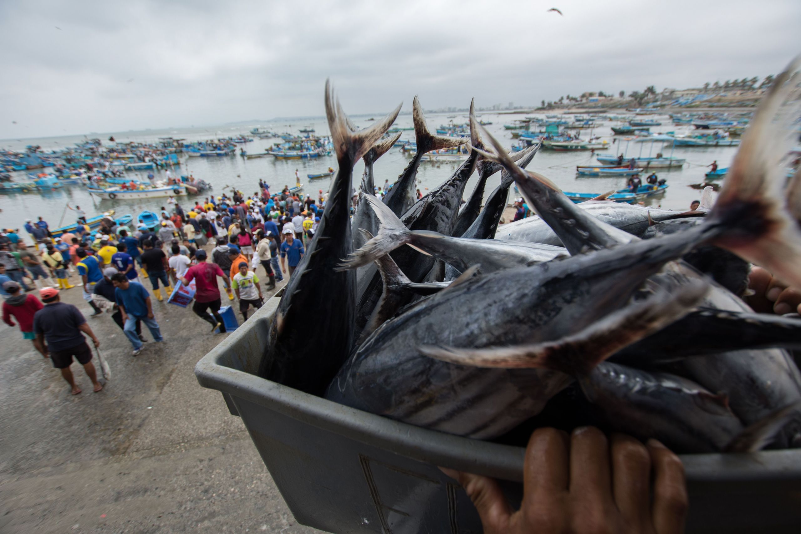 A person carrying a box of fish overhead walking by a bay with many fishing boats and fishermen on the shore