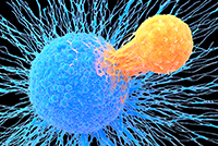 Orange T cell attached to a blue cancer cell.