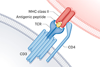 Membrane of an antigen-presenting cell with MHC class II loaded with antigenic peptide and bound to the octomeric TCR complex and CD4 in the membrane of a T cell.