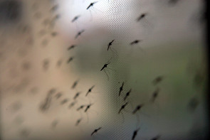 How the world's largest mosquito genome project was almost derailed