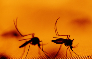 UN brokers partnerships to tackle tropical diseases