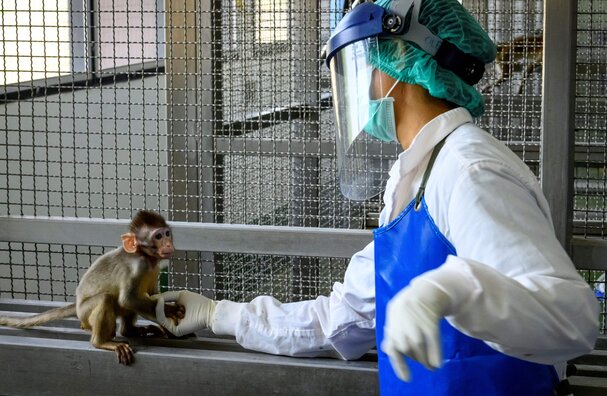 Pandemic puts spotlight on animal experimentation choices | News | Nature  Index
