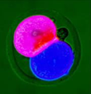Embryo development is a game of two halves
