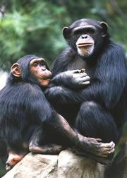 Thousands of chimp genes could significantly differ from those in humans.