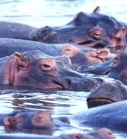 The secretions appear on the hippos' backs, faces and behind their ears.