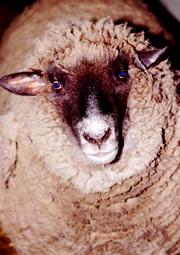 Isolated sheep were calmed down by photos of other animals.