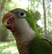 Parrots can shape sound with their tongues.