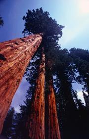New study challenges whether tree rings reveal past climate.
