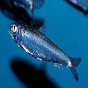 Prize winning discovery: farts may help herring communicate in the dark.