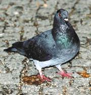 Magnets strapped to pigeons' beaks stopped them from sensing the Earth's magnetic field.