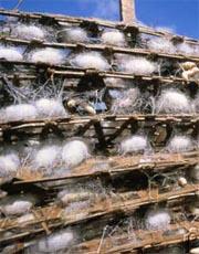 After spinning their cocoons, the worms are baked or steamed to death and their silk harvested.