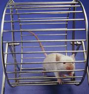 Studies on happy mice produce results that are just as reproducible as those on stressed animals.
