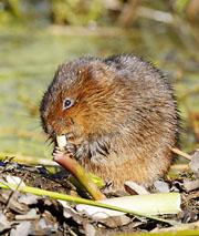 Water voles are easily stressed.