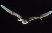 The agile vampire bat can run as well as fly.