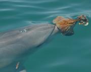 Kite, a female bottlenose dolphin from Shark Bay, sports a marine sponge on her nose.