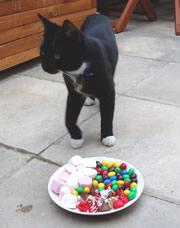 Cats don't have the genetic make-up to enjoy sweets.