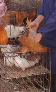 To test whether a chicken is healthy, the vendors hold it upside down and check its rear for pinkness.