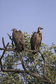 Swapping an anti-inflammatory used in cattle could save the lives of vultures.