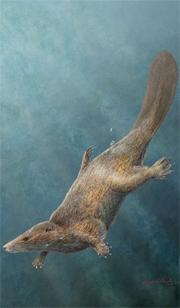 Bit like a beaver, bit like an otter: researchers have found the earliest-known aquatic mammal.