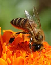 Some insects earn their keep by pollinating plants.