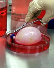 A biodegradable mold shaped like a bladder is seeded with cells and dipped in growth solution.