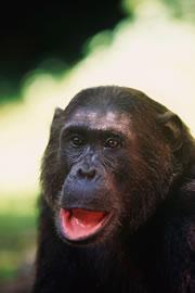We split from chimps millions of years ago - but might have taken our time over it.